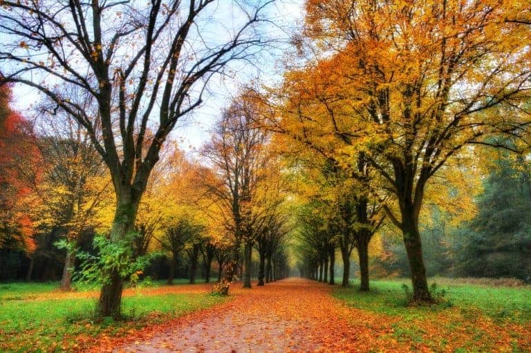 The Amsterdamse Bos in autumn
