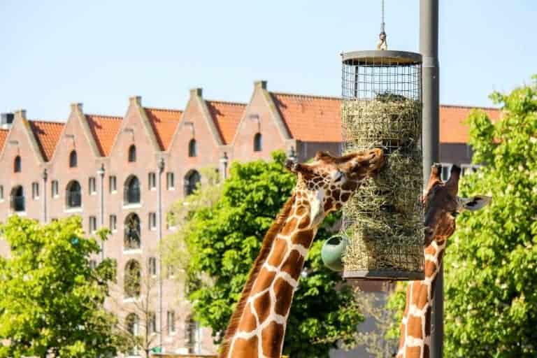 Giraffes eat grass at Artis Zoo in Amsterdam