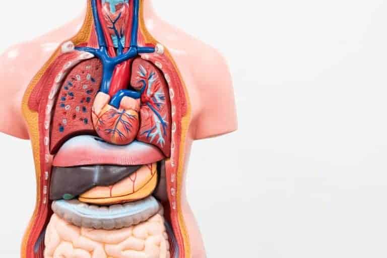 Human anatomy Anatomy of the body