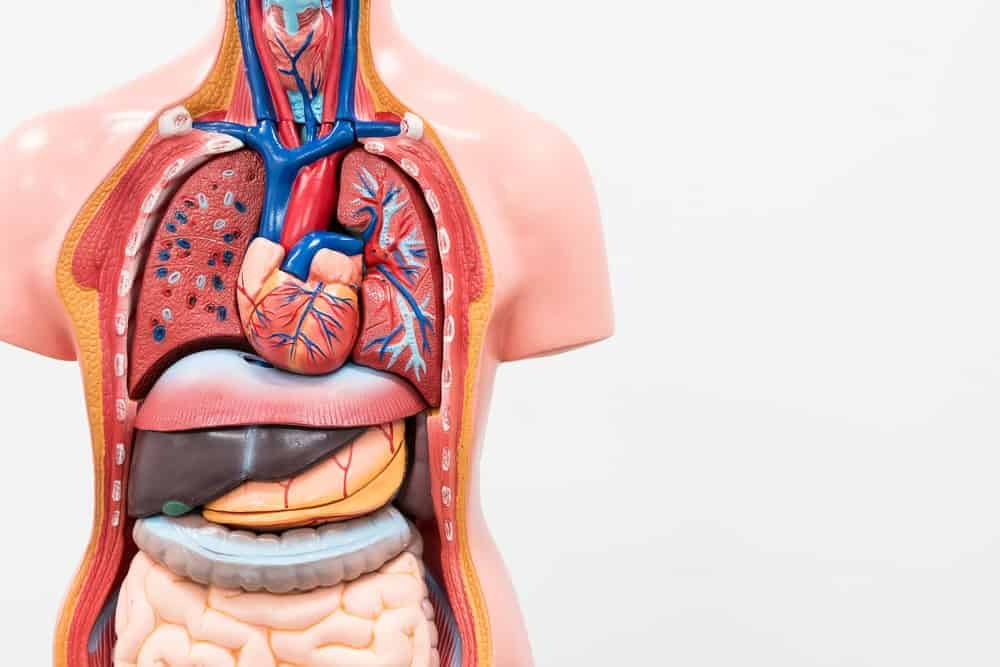 Anatomie des menschlichen Körpers