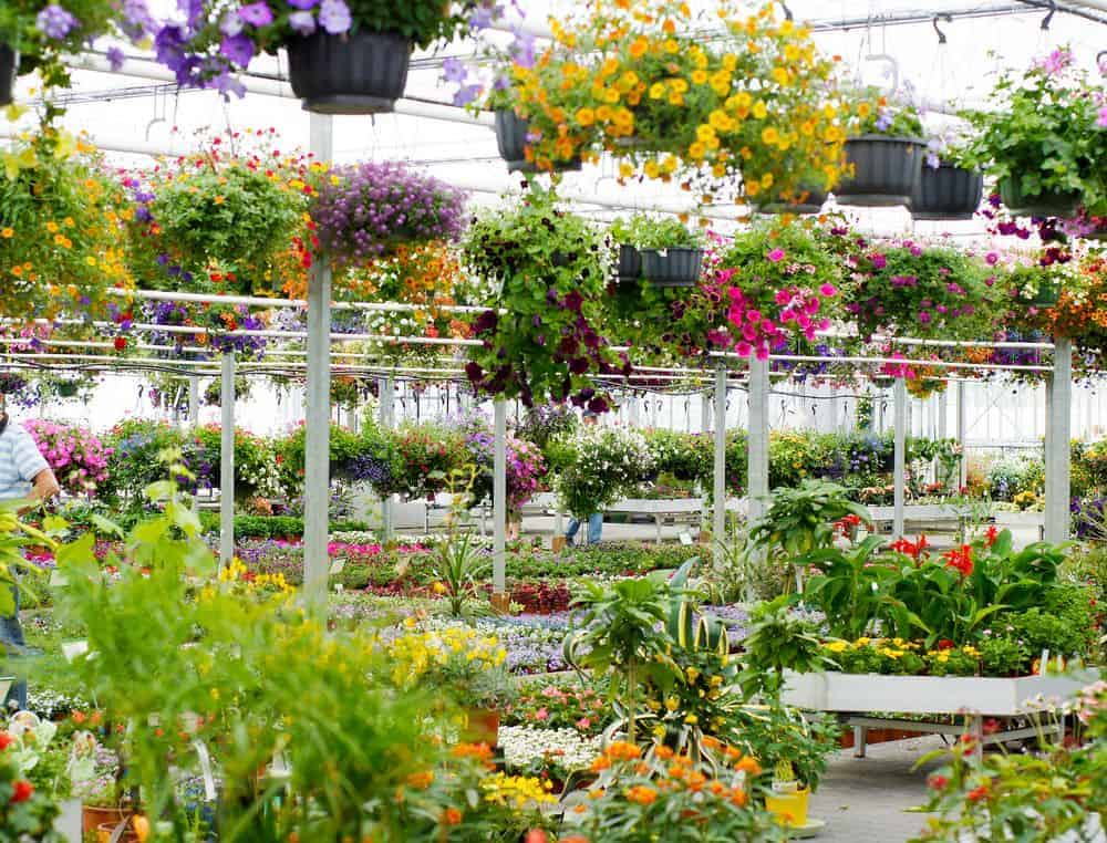 Kweektuin 